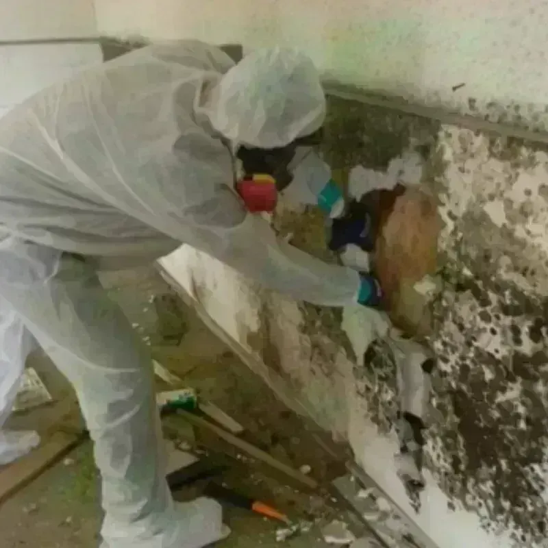 Mold Remediation and Removal in Hoboken, NJ